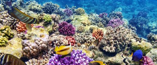 Viajes a South Male Atoll
