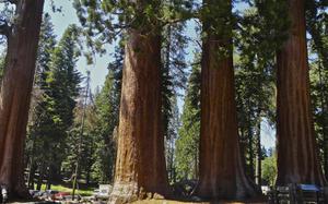 Sequoias