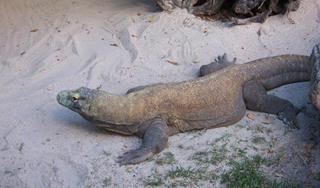 Isla de Komodo
