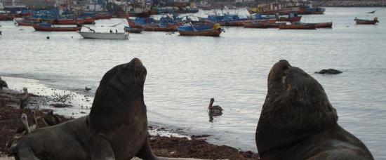 Viajes a Iquique
