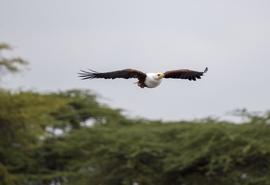 Watamu