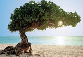 Oranjestad