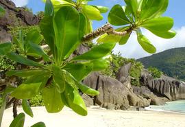 Anse Boileau