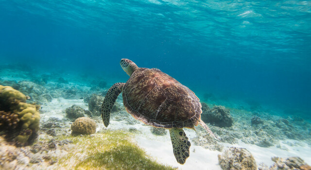 Filipinas en 8 d�as, Bohol y El Nido  3
