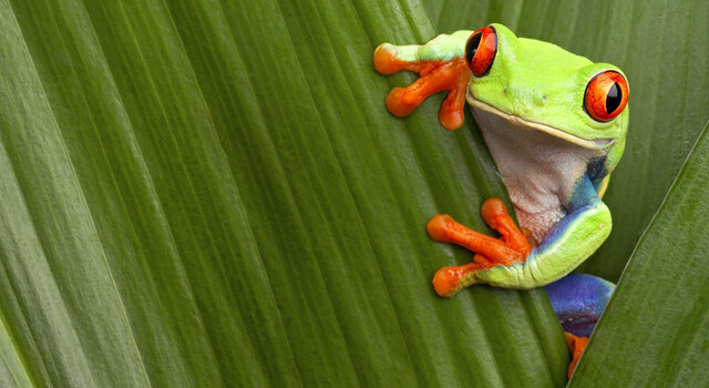 453622 Costa Rica Tropical 5 D�as, Escapada Corta 3