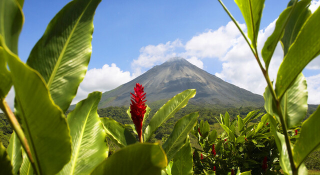 ANTICIPAT 337544 Bosques M�sticos de Costa Rica 4