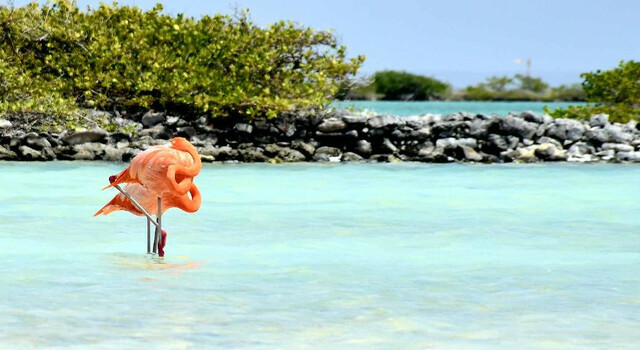 Bonaire, explor� arrecifes, viv� el mar 5
