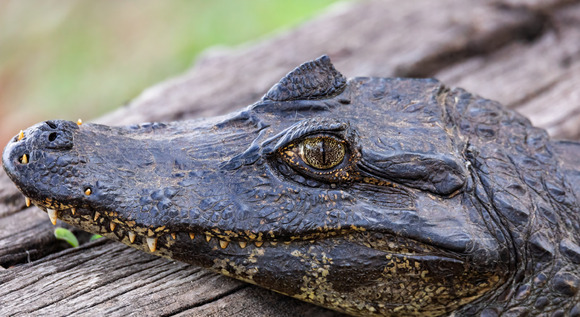 Mato Grosso te conecta con la magia del Brasil 