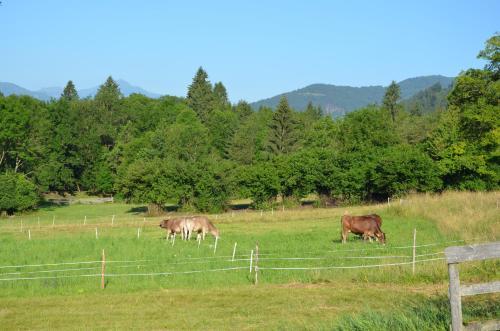 Bed & Breakfast Pension Zum Schreiner