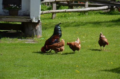 Agroturismo Scheibenhof