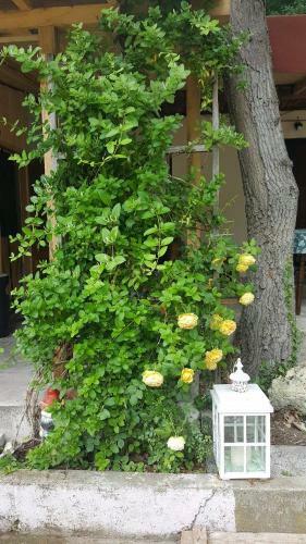 Apartments In Nature Houses Akademik