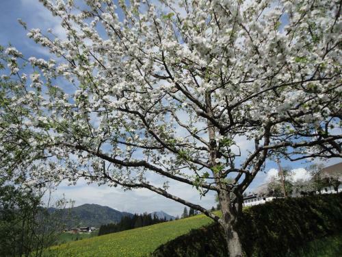 Apartamento Ferienwohnung Ronacher