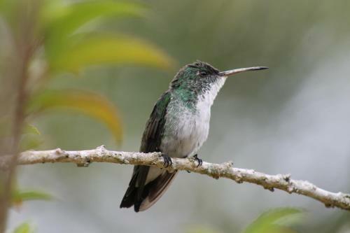Hostal Pousada Colibri