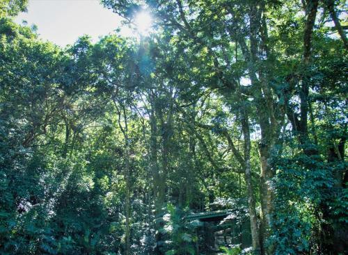 Hotel Jaguarundi Lodge - Monteverde