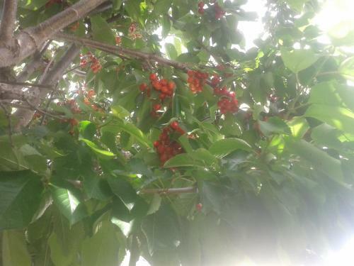 Bed & Breakfast El Cerezo