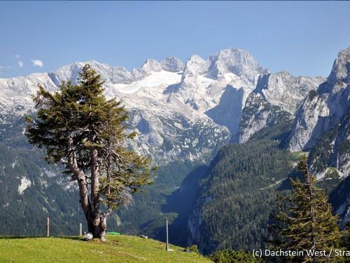 Hotel Gamsblume 12