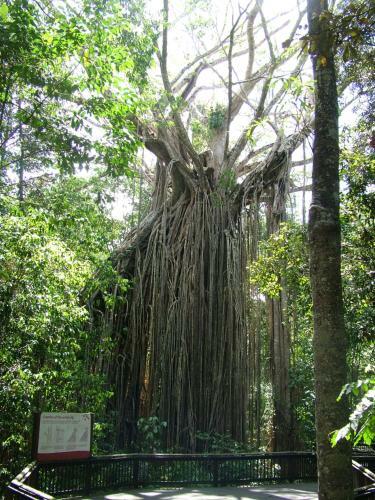 Agroturismo Curlew Cottage - Yungaburra