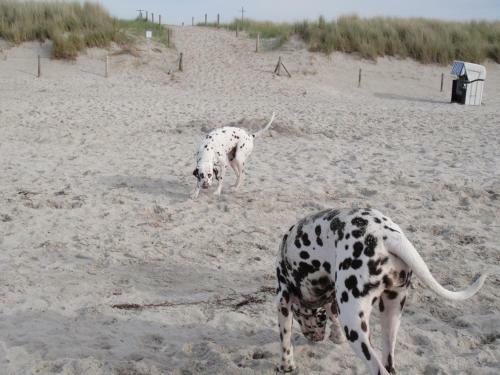 Residenz Lausitz - Apartments F�r Urlaub Mit Hund