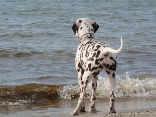 Residenz Lausitz - Apartments F�r Urlaub Mit Hund