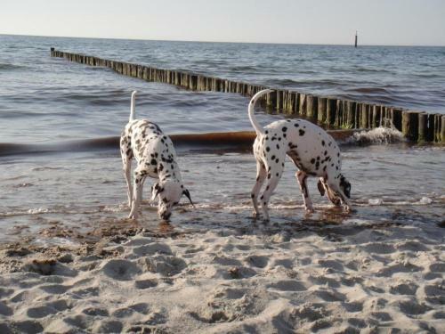 Residenz Lausitz - Apartments F�r Urlaub Mit Hund