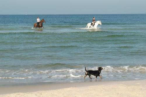 Residenz Lausitz - Apartments F�r Urlaub Mit Hund