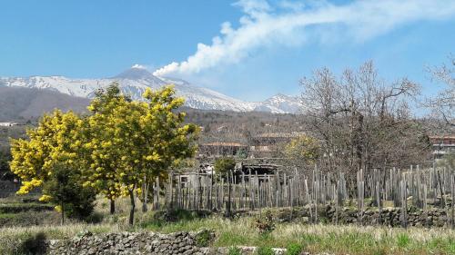 Alberto's Mt.etna B&B