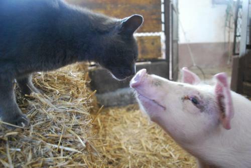Agroturismo Bed & Breakfast Cascina Cin Cin