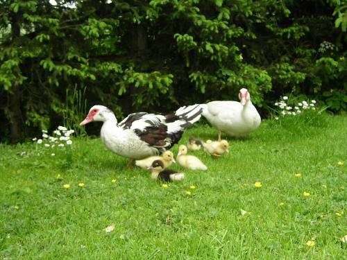 Agroturismo Mair Am Hof