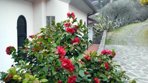 Villa Il Pettirosso