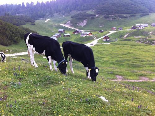 Apartamento Appartamenti Gogn