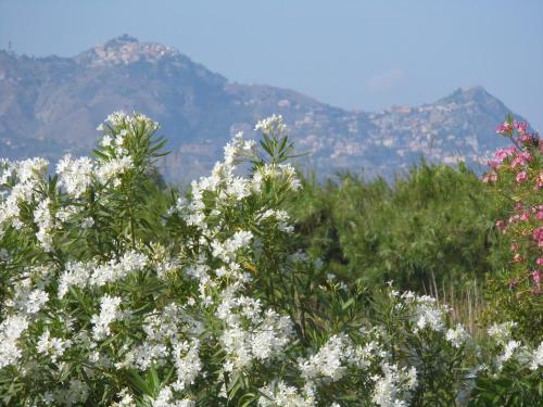 Profumo Di Zagara