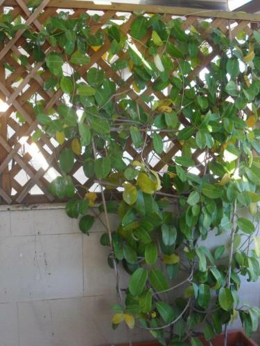 Apartamento Alu'