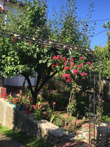 Hostal Casa La Musteata