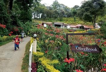 Hotel Olivebrook
