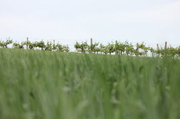 Pension Wein- & Schlafgut K�ssler