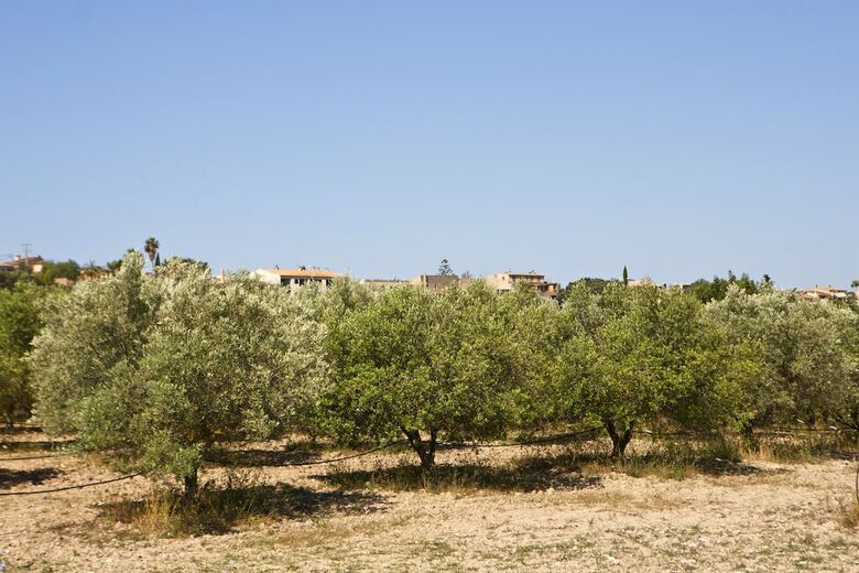Hotel S'hort De Son Caulelles - Adults Only