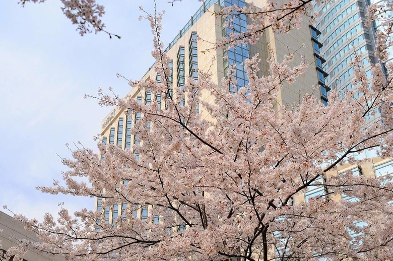 Hotel Grand Hyatt Tokyo