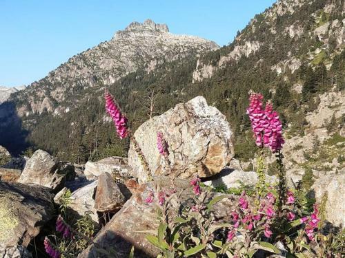 Rental Apartment Les Tilleuls