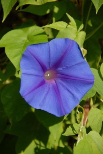 Hotel Castellu Rossu