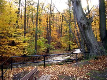 Kurpark-hotel Im Ilsetal