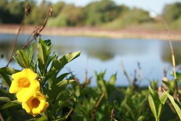 Hotel Holiday Inn Express Tampa/brandon