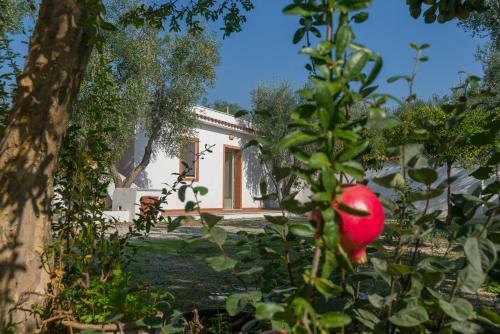 Apartamento Case Vacanze L'uliveto