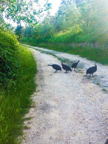 Agroturismo Agriturismo Villa Dauphin�