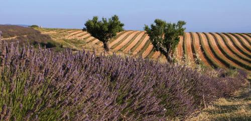 Hotel Logis H�tel Du Terreau