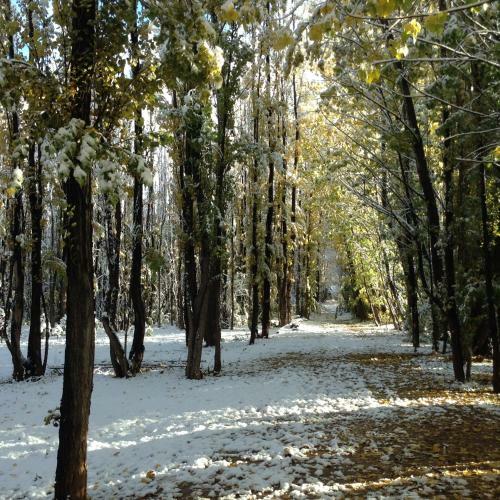 Bosque De Sol