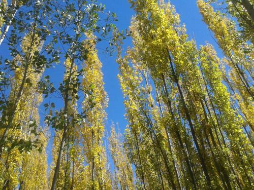 Bosque De Sol
