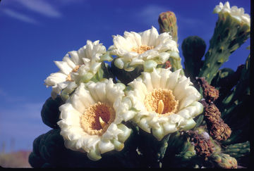 Hotel Embassy Suites Tucson - Paloma Village