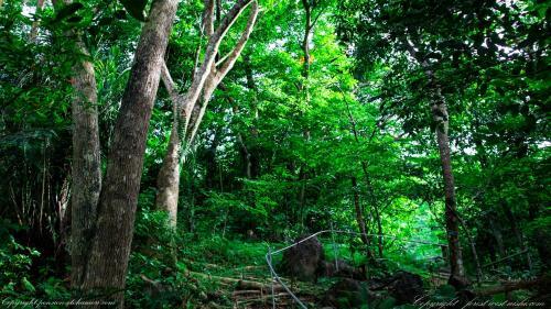 Posada Forest West Nishi