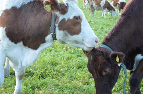 Agroturismo Bauernhof Unterh�fner