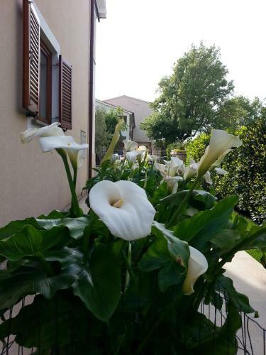 Nevija B&B